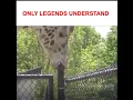 GIRAFFE SUCK FUNNY S LAUGH AND ENJOY