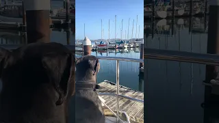 Another beautiful morning aboard . #sailing #boatlife #travel #petsofyoutube