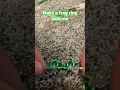 Make a frog ring with me