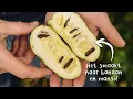Lagu Pawpaw oogsten | tropisch van smaak en groeit goed in Nederland en België