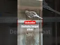 Download Lagu Derkuku leopat silver #shorts #burung #derkuku #viralshorts
