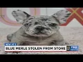 Man caught on camera stealing French bulldog puppy from Lee s Summit Petland