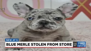 Man caught on camera stealing French bulldog puppy from Lee s Summit Petland