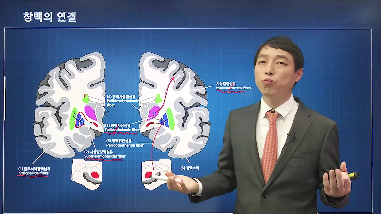 신경과학(신경해부학) 14강 바닥핵의 연결 basal ganglia 기저핵