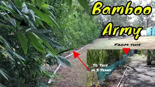 Bamboo Oldhamii - How to grow a Bamboo fence line with wind and noise protection shade and privacy