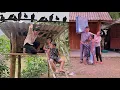 Download Lagu Single mother builds bamboo house for pigeons, ex-husband brings mattress for child to sleep.