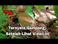 Download Lagu MUDAH BANGET‼️ CARA MENCARI SARANG BURUNG PLANDUK SEMAK