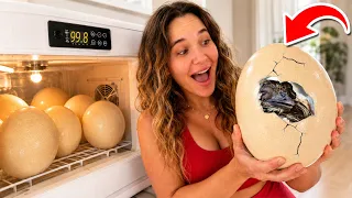 Incubating GIANT Ostrich Eggs… Will They Hatch?!