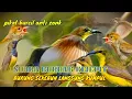 Download Lagu SUARA SOGON KEJEPIT... ||pikat burcil anti zonk