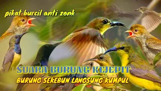 Download SUARA SOGON KEJEPIT... ||pikat burcil anti zonk MP3