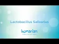 Lactobacillus Salivarius