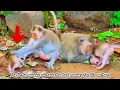 Download Lagu The little monkey is so stupid that he can't tell which is his mother monkey.