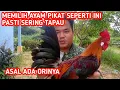 Download Lagu TUAH AYAM PIKAT APA BENAR? PEMIKAT HARUS TAU INI #redjunglefowl #pikatayamhutan