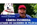 Download Lagu Câmera Escondida (02/10/16) - Ataque do cachorro de pelúcia