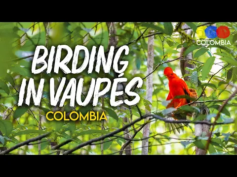 Birding in Vaupes Colombia | Remote Frontier Birding