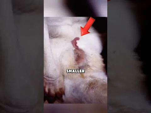 Why Kangaroos Are the Size of a Gummy Bear When Born