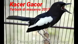 Download Suara Burung Kacer Terbaik Dimasanya 2017 || Gacor Cocok Untuk Pancingan Langsung Nyahut MP3