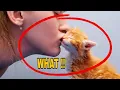 Do Cats Understand Kisses The Truth May Surprise You