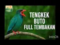 Download Lagu Suara Tengkek Buto Full Tembakan 🚀 | Masteran Burung Ampuh untuk Murai Batu \u0026 Kacer