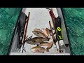 Shallow Water Spearfishing 10-20 Ft Grouper Head Soup