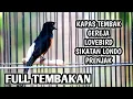 MURAI BATU GACOR FULL ISIAN SIKATAN LONDO LOVEBIRD GEREJA KAPAS TEMBAK PRENJAK CENG