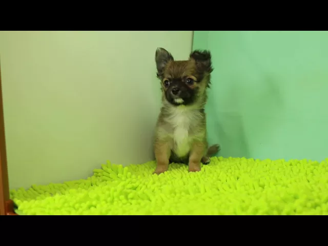 動画
