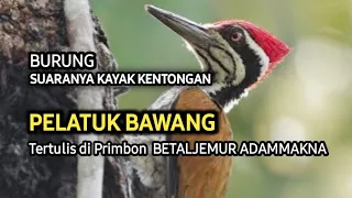 cara burung pelatuk bawang melubangi kayu suara asli burung pelatuk bawang