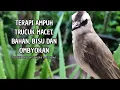 Download Lagu Trucukan GACOR ngalas ROPEL PANJANG suara alam AMPUH buat pancingan jadikan trucuk Gacor GARUDA