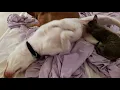 Cat suckling on dog 4