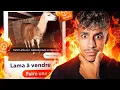 J APPELLE LES ANNONCES LEBONCOIN LES PLUS DROLES