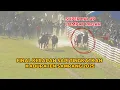 Download Lagu FINAL KERAPAN SAPI SELEKSI TINGKAT KABUPATEN SAMPANG 2025