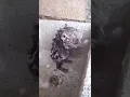 tikus pun mandi guna sabun