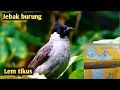 Download Lagu Uji coba jebak burung pakai lem tikus dapat burung kutilang 😁