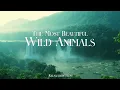 Wild Animals 4K • Relaxation Film with Peaceful Meditation Music