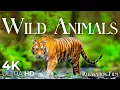 Wild Animals 4K Relaxation Film with Peaceful Meditation Music