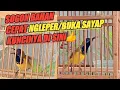 Download Lagu Tidak butuh waktu lama,sogon bahan cepat ngleper \u0026 buka sayap 👍