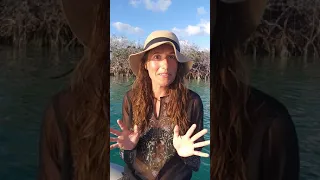 Sailing life at Double -Breasted Cay in the Abacos (WI update)