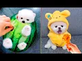 Cute Pomeranian Puppies Doing Funny Things Cute and Funny Dogs - Mini Pom