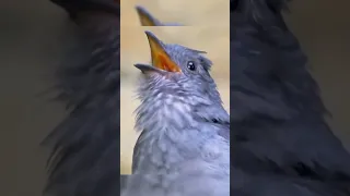 صراخ طائر البيهاس لديه واحدة من أعلى الأصوات في الطبيعة مع صافرة يمكن أن تصل إلى 116 ديسيبل حقائق  صراخ طائر البيهاس لديه واحدة من أعلى الأصوات في الطبيعة مع صافرة يمكن أن تصل إلى 116 ديسيبل حقائق