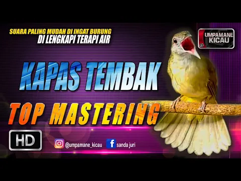 Download MP3 kapas tembak || TOP MASTERING MURAI BATU