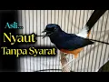 Download Lagu 45L1 PANCINGAN murai batu gacor PAGI SIANG MALAM AMPUH buat PANCINGAN murai batu agar cepat bunyi