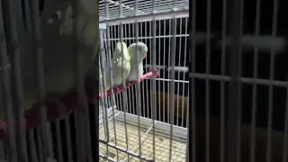 ازواج فوربيس 