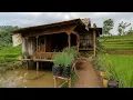 Download Lagu Tak Masuk Akal‼️Satu Keluarga Memilih Tinggal Di Rumah Bambu Unik Di Tengah Sawah Dekat Sungai Deras