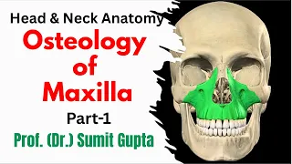 Anatomy of Maxilla Bone Part-1 Surfaces