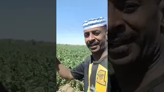 شعر سوداني الجيش السوداني الولاية الشمالية 