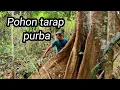 Download Lagu STIHL Ms 382 Menebang Pohon Besar di bumi kalimantan..!! 