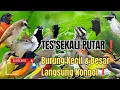 Suara Pikat Burung Kecil Dan Besar Paling Ampuh.