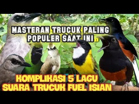 Download MP3 Masteran Trucukan Paling populer dengan isian full 5 lagu terbaik❗MUDAH DI TIRUKAN.