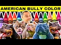 Dog Coat Colors American Bully