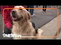 Northglenn limiting pets per household